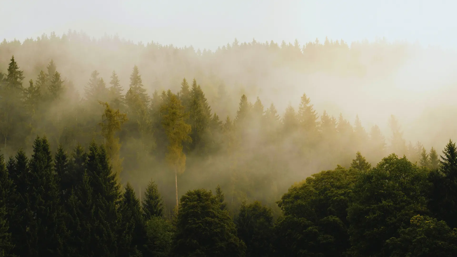 Le Souffle Originel — rééducation de la respiration